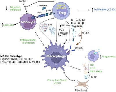 Revisiting regulatory T cells as modulators of innate immune response and inflammatory diseases